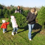 Beaverton Holiday U Cut Tree Farm 10 Photos Christmas Trees